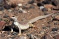 /album/photogallery/desert-iguana-jpg/