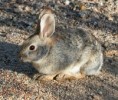 /album/photogallery/desert-cottontail-jpg/