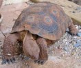 /album/photogallery/desert-tortoise-jpg/